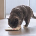 Sensitive Stomach Kitten
